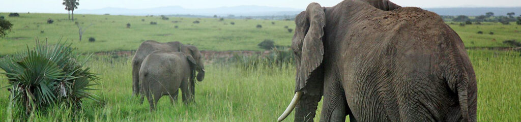 Queen Elizabeth National Park