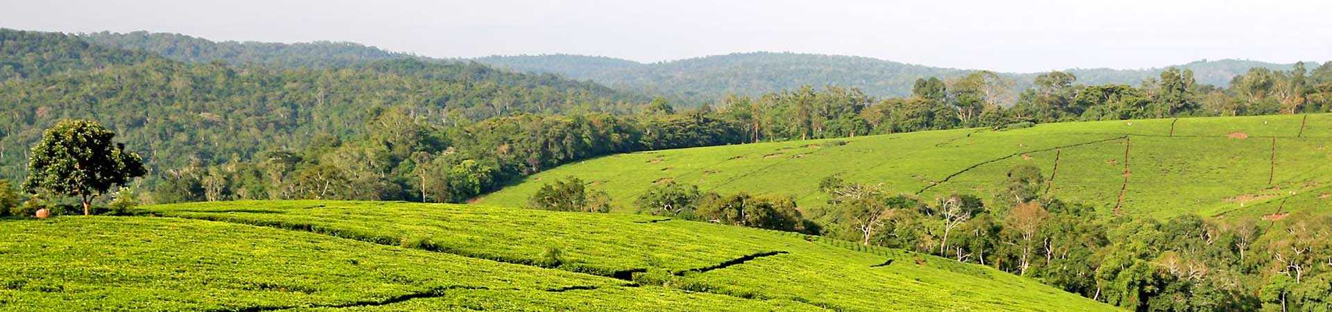 kibale-forest-break